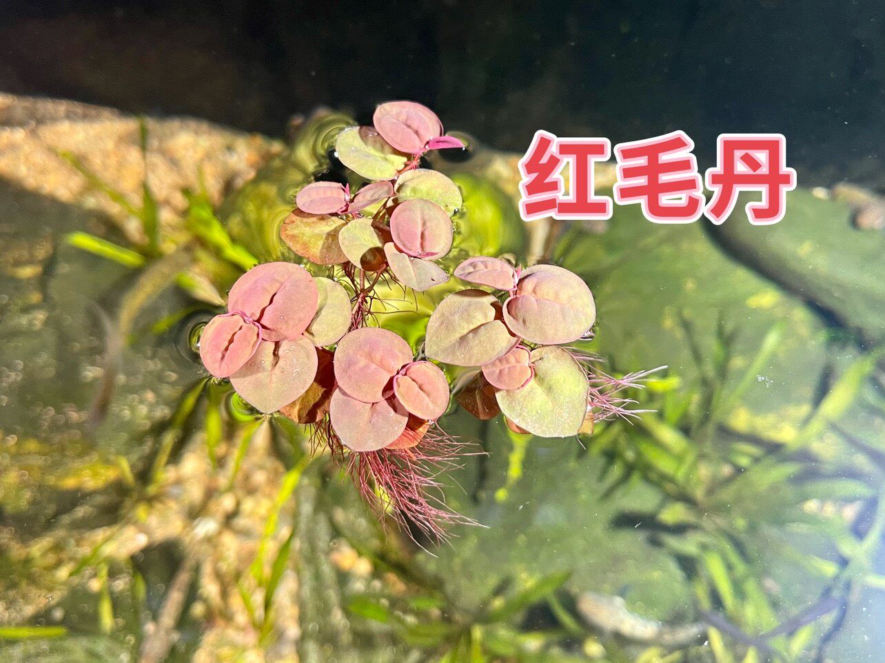新款红毛丹浮性水培红色绿色好养耐活办公桌小型观赏