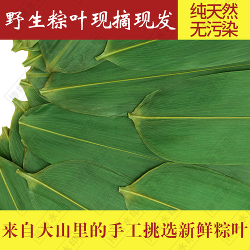 粽叶子新鲜大宽野生箬真