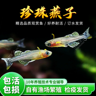 阿鲁珍珠燕子霓虹燕子鱼灯科鱼燕子美人鱼橘色珍珠燕子鱼七彩稻田