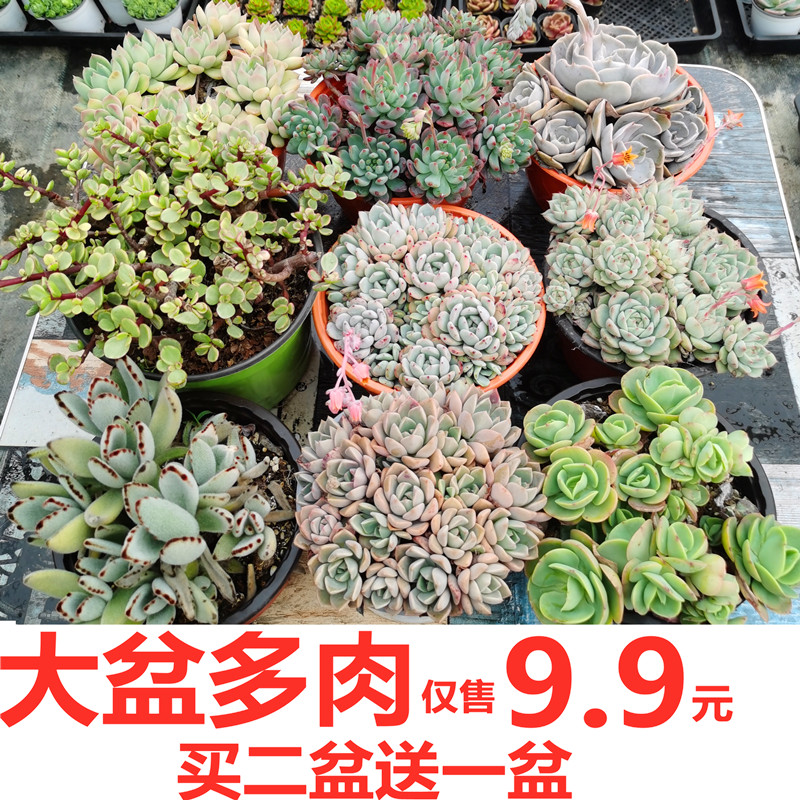 全语大盆多头肉满散群鸡