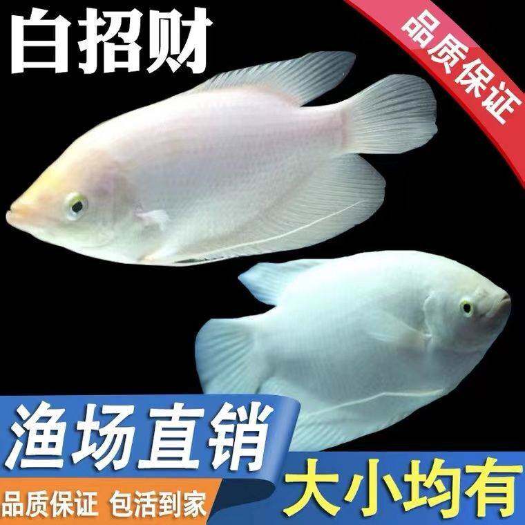 招财鱼古代战船活体红眼黑眼招财大型热带观赏鱼发财鱼风水鱼包邮