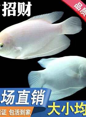 招财鱼古代战船活体红眼