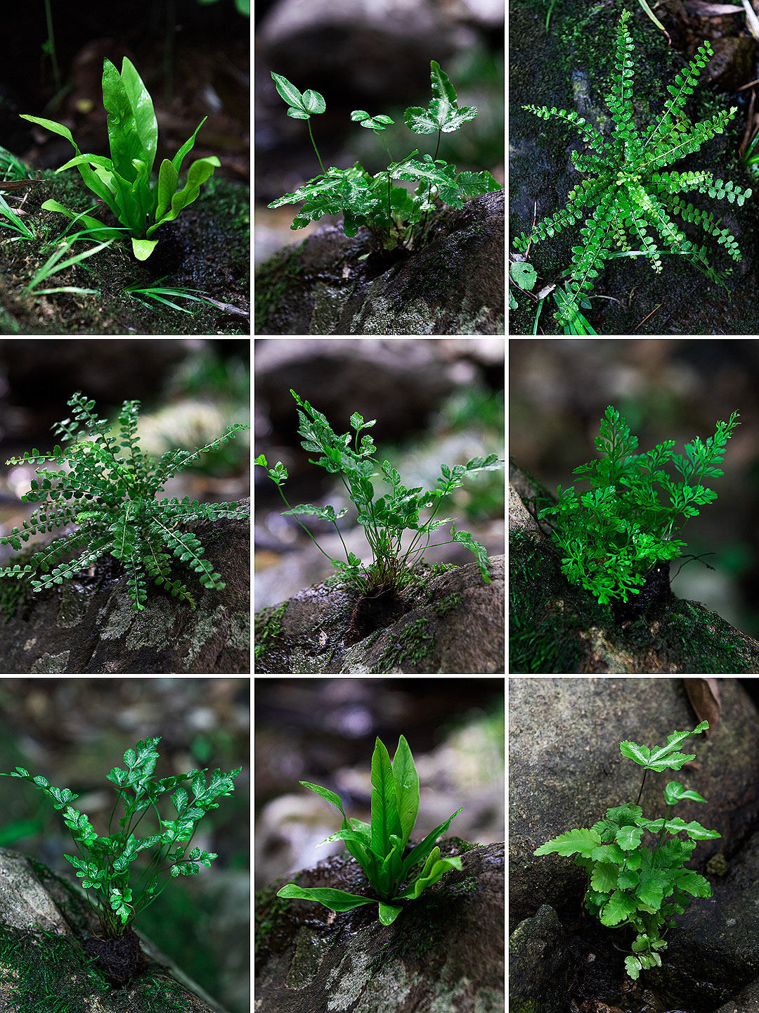 蕨类微景观水陆雨林缸假山造景绿植生态瓶DIY材料耐阴湿观叶植物,包装,其它包装袋,淘宝优惠券,粉丝福利购,淘宝优惠卷