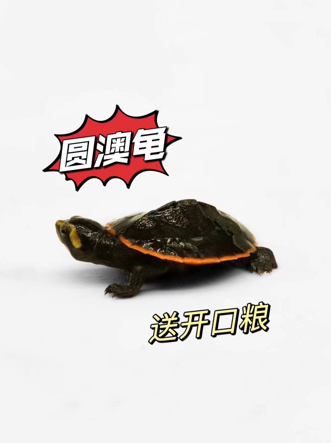 深水混养圆澳龟忍者热带