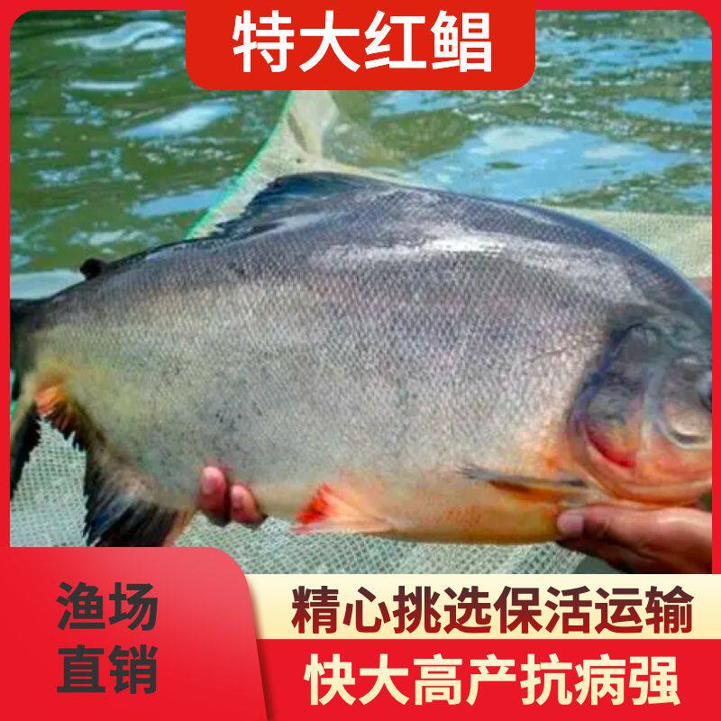 红鲳鱼苗优质红腹白鲳鱼苗红鲳鱼苗食用白鲳鱼苗保活运输淡水