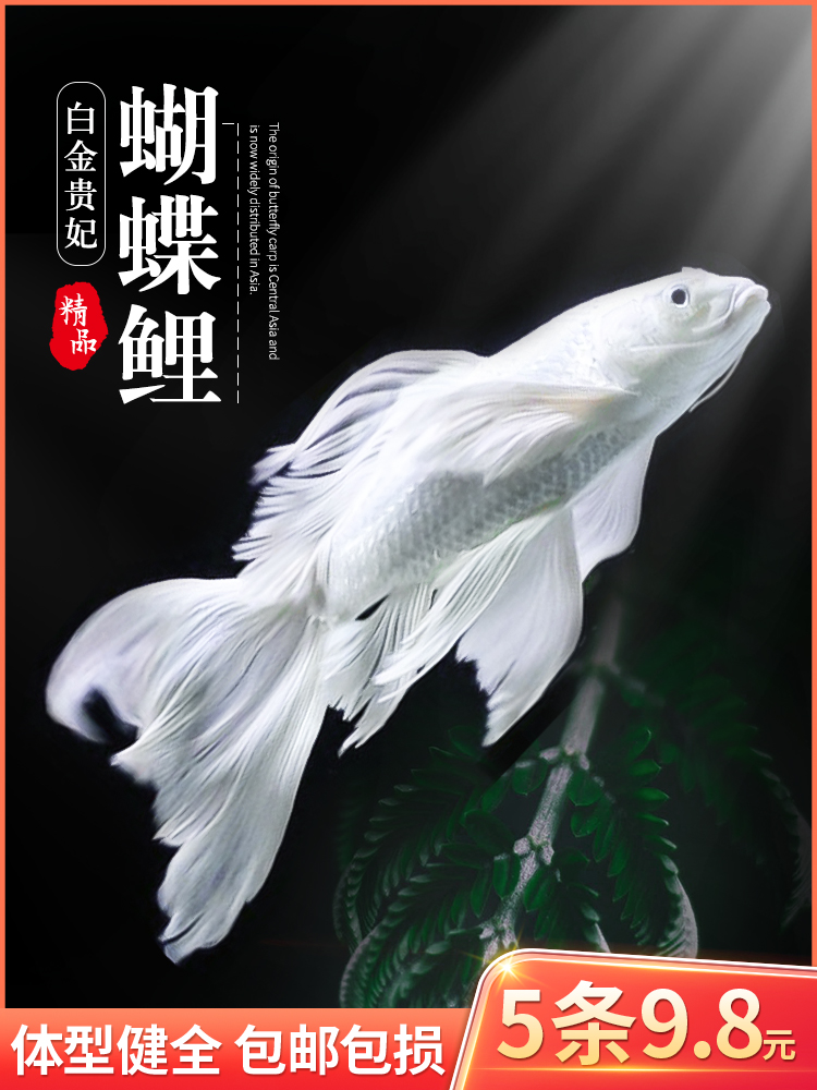 台湾蝴蝶鲤长尾贵妃球形