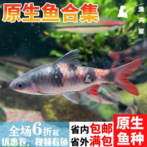 活体冷水鱼钻石彩虹鲫卢