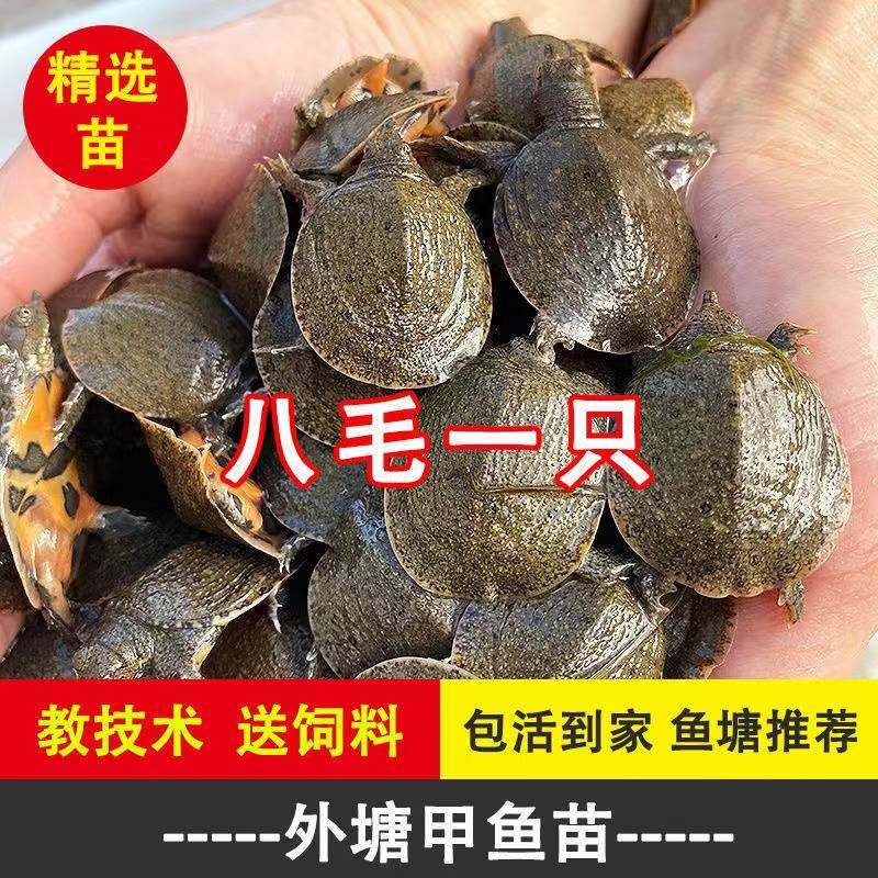 小甲鱼苗活体外塘养殖中华鳖苗团鱼王八宠物食用龙鱼饲料好养团鱼,农用物资,苗木固定器/支撑器,淘宝优惠券,粉丝福利购,淘宝优惠卷