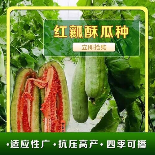 正品原装红瓤酥瓜种子薄
