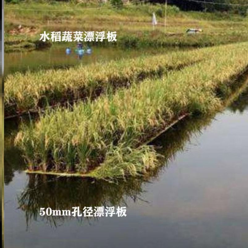 水上种植浮板种植物水上种植蔬菜浮床种植水稻浮床水上种植泡沫板