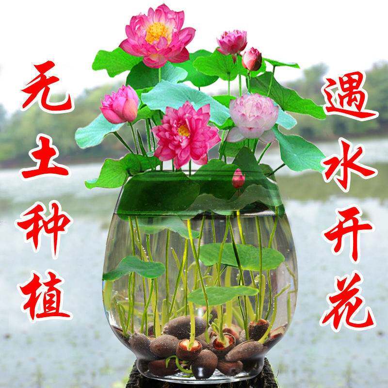 四季碗莲开口无土水培植物荷花盆栽观花植物花种四季水生睡莲花籽