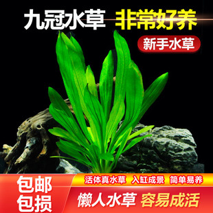 鱼缸造景水草乌龟缸摆件九冠水草皇冠水草好养水草植物鱼缸真水草