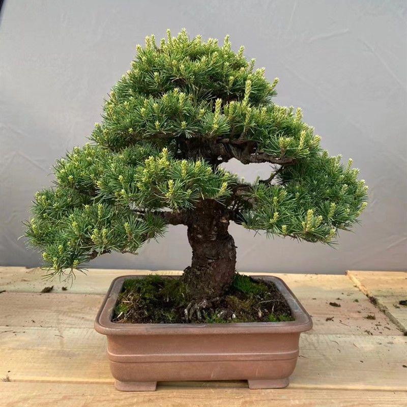 罗汉松盆景老桩树迎客造