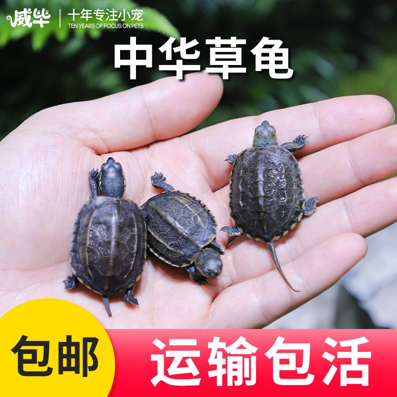 中华草龟小乌活物外塘长