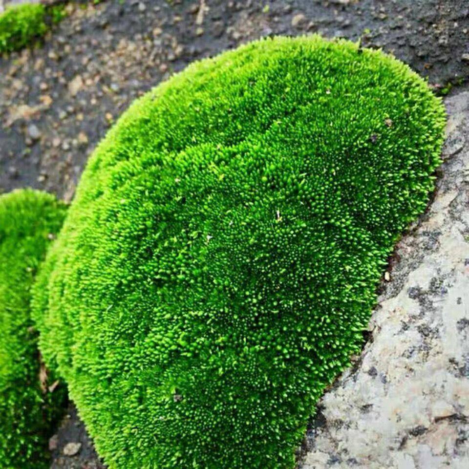 鲜活苔藓微景观植物盆景盆栽铺面假山水陆缸景材料白发藓短绒青苔,工业油品/胶粘/化学/实验室用品,烧杯/烧瓶,淘宝优惠券,粉丝福利购,淘宝优惠卷