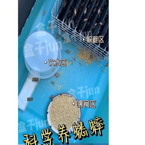 面包虫饲养盒蟋蟀杜比亚