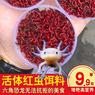 活体红虫六角恐龙饲料乌龟鳄龟肉食鱼粮金鱼火龙鱼锦鲤红线虫泥鳅