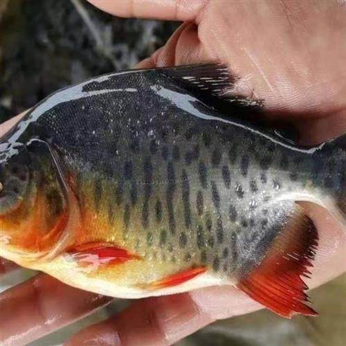 鲳鱼苗红腹白鲳鱼淡水养殖食用仓鱼苗肉食凶猛活体昌鱼好养观赏鱼