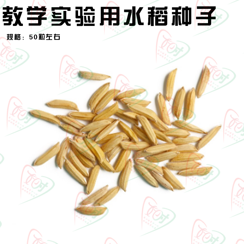 生物中考实验教学种子 探究水稻种子结构试验及萌发实验专用种子