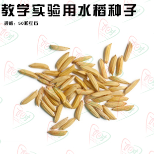 生物中考实验教学种子 探究水稻种子结构试验及萌发实验专用种子