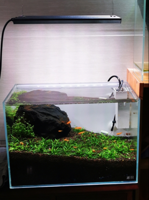 正宗迷你椒草帕夫椒草水草水下叶荷兰景免二氧化碳绿植鱼缸淡水