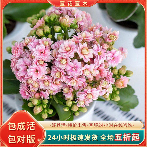 长寿花盆栽重瓣苗金狐狸