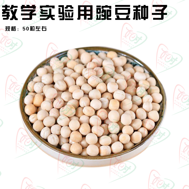 生物中考试验教学种子中小学探究豌豆种子结构及萌发实验专用种子