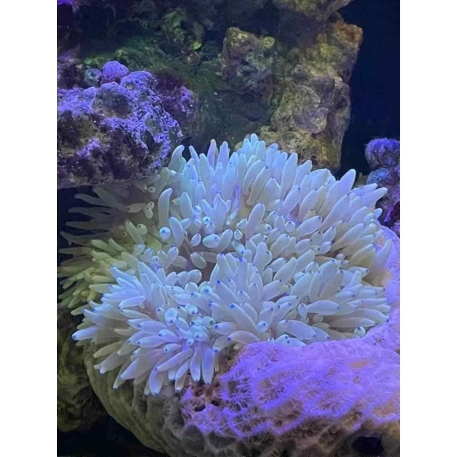 海葵窝奶嘴海葵窝杯小丑鱼躲避屋繁殖窝罐屋葵巢绿红奶嘴窝防跑杯,鲜花速递/花卉仿真/绿植园艺,洒水/浇水壶,淘宝优惠券,粉丝福利购,淘宝优惠卷