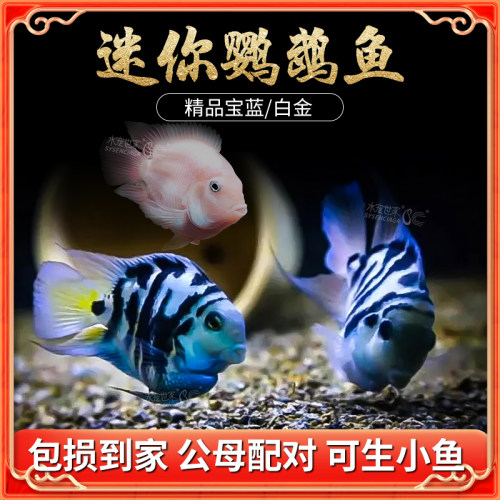 迷你鹦鹉鱼活体短鲷科淡