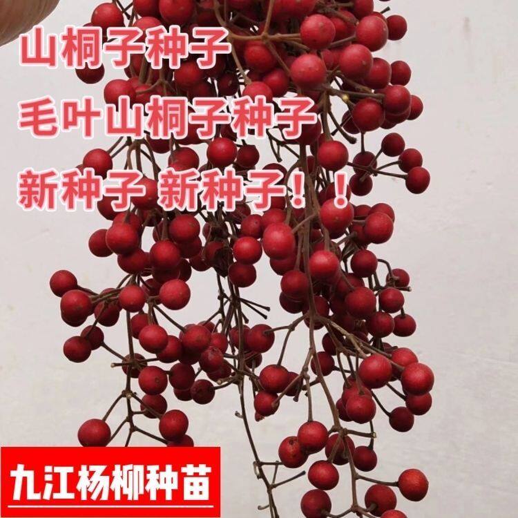 今年新采的山桐子种子毛叶山桐子种籽造林树种子落叶乔木树上油库
