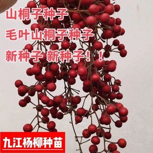 今年新采的山桐子种子毛叶山桐子种籽造林树种子落叶乔木树上油库