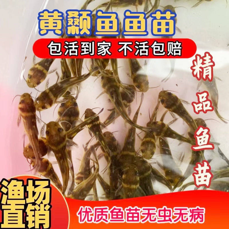 黄颡鱼苗黄骨鱼黄丫头四川本地黄桑昂刺鱼活体淡水黄辣丁包活到家