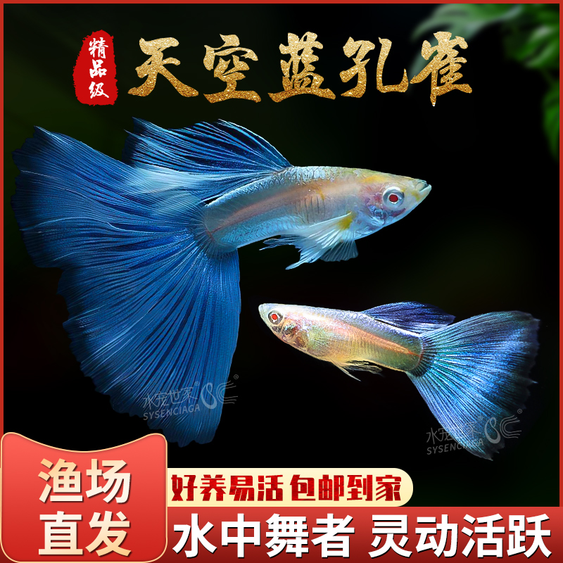 天空蓝白孔雀缎带大尾小