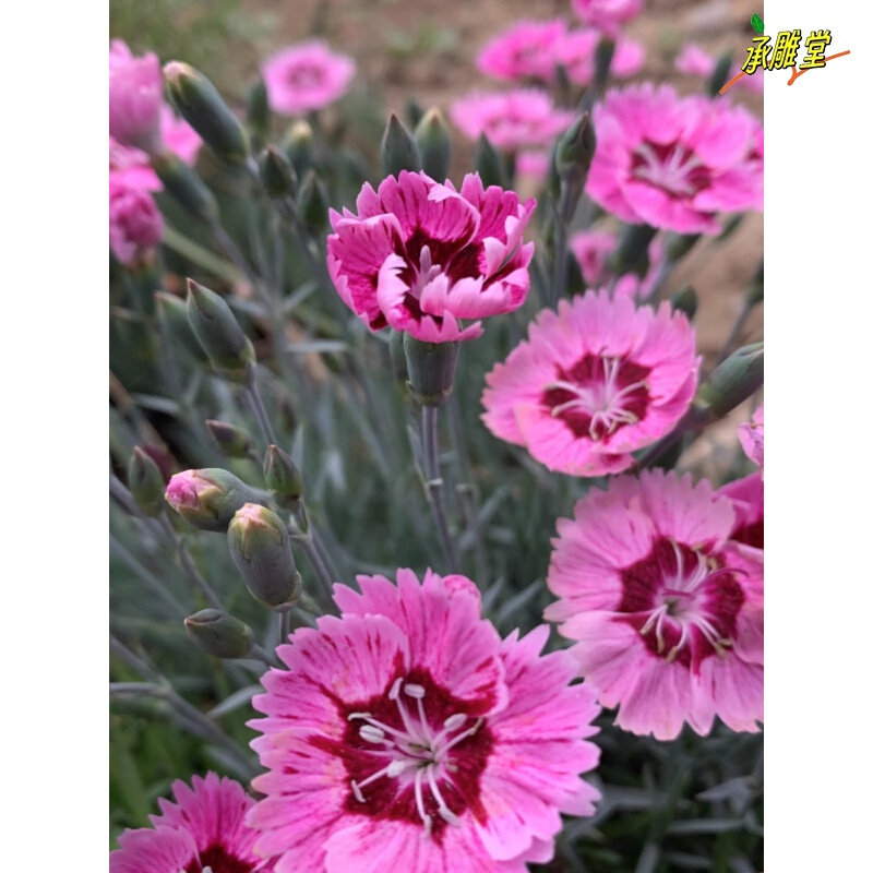 欧石竹初吻盆栽蜜桃派初恋耐寒地被绿植庭院草坪四季开花卉花期长