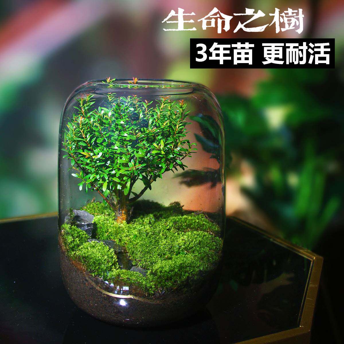 紫檀榆树创意办公室桌面
