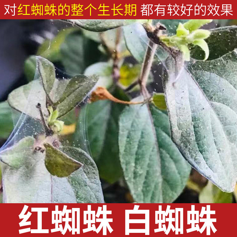 哒螨灵杀红蜘蛛专用药月季杀虫药喷雾红蜘蛛药红蜘蛛杀螨剂