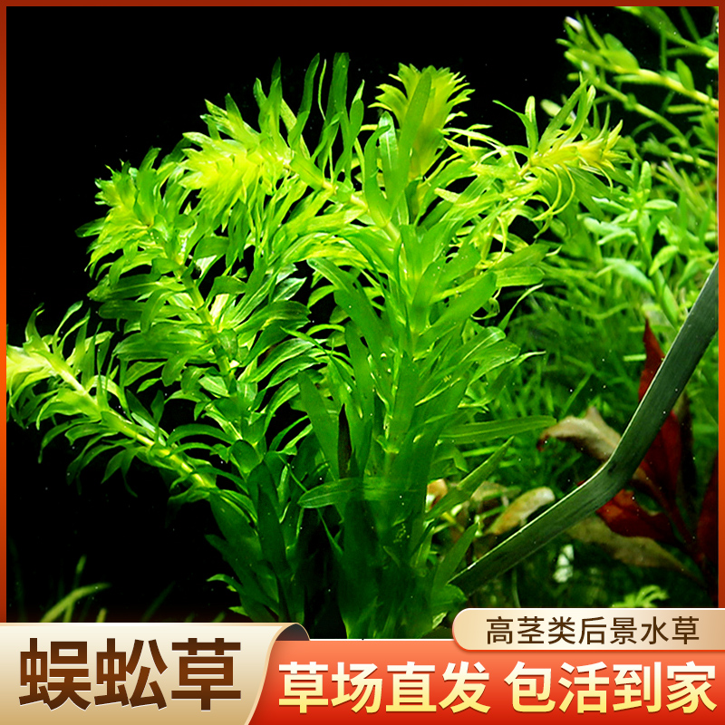 蜈蚣草鱼缸水草植物水培造景阴性草绿植水草观赏鱼懒人后景草养鱼