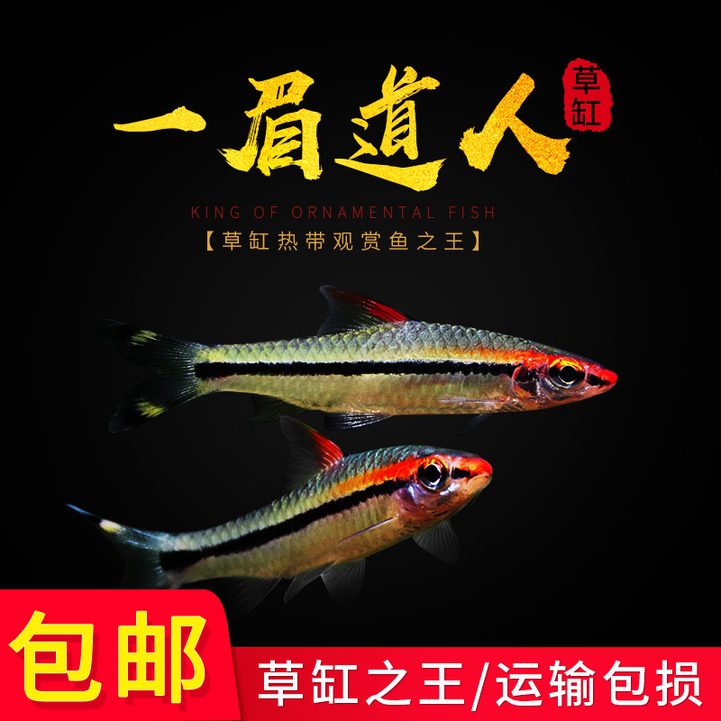 一眉道人鱼热带观赏水族
