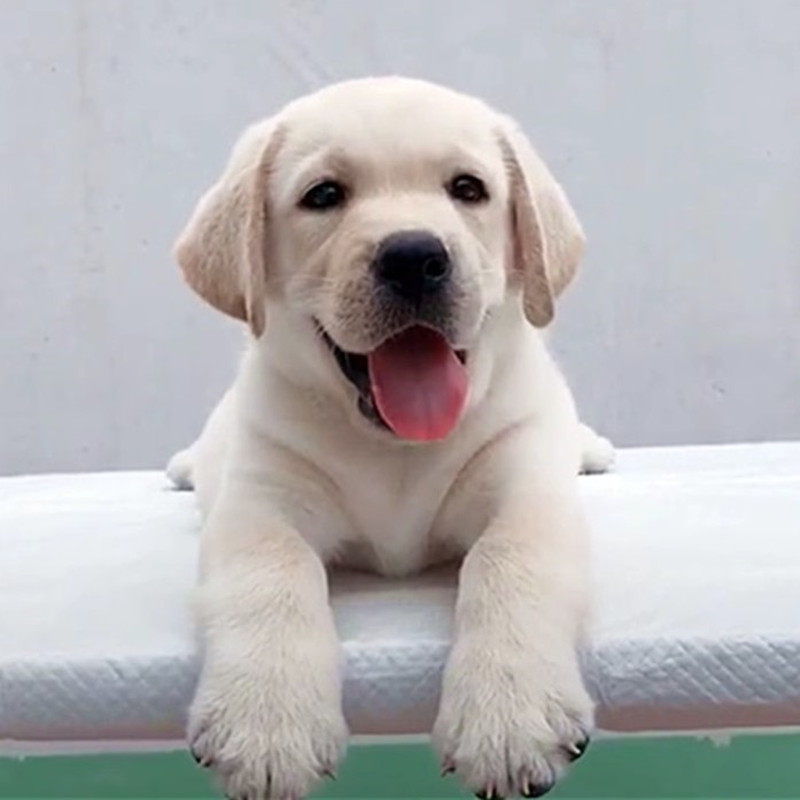 拉布拉多幼犬纯种导盲犬神犬小七狗活幼体奶白黑色拉布拉多犬活体