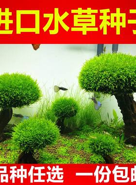 水草种籽鱼缸植物种子懒人造景增氧牛毛前景活体鱼草真草水生水藻