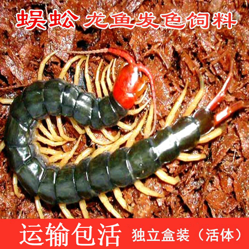 蜈蚣活体红头龙鱼观赏鱼发色饲料斗鸡斗鸟斗鱼食金鱼画眉鸟食泡酒