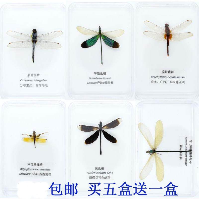蜻蜓标本豆娘色聪蝴蝶真