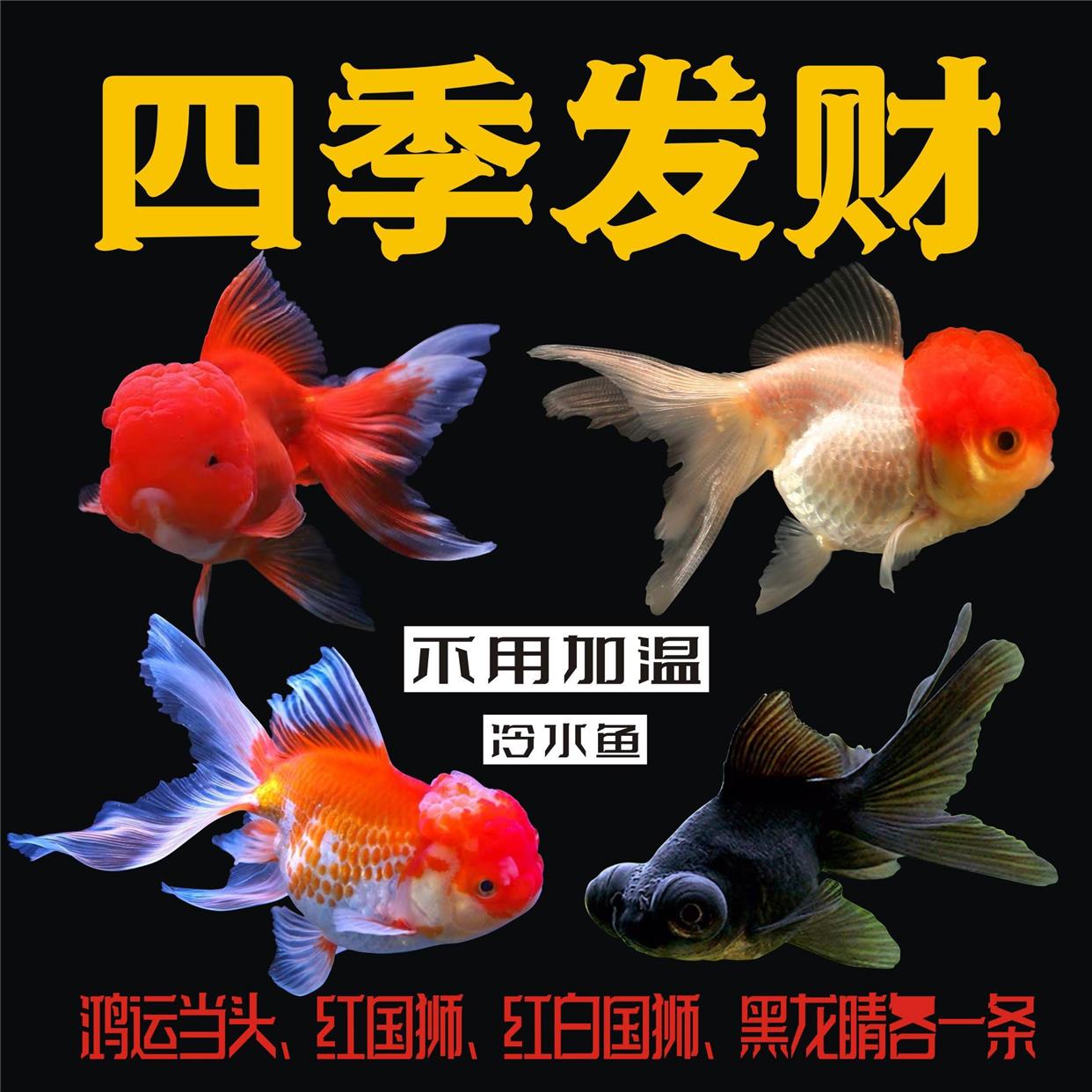 金鱼招财兰寿金鱼 黄金锦鲤 百褶泰狮活鱼红狮子头国狮金鱼冷水鱼