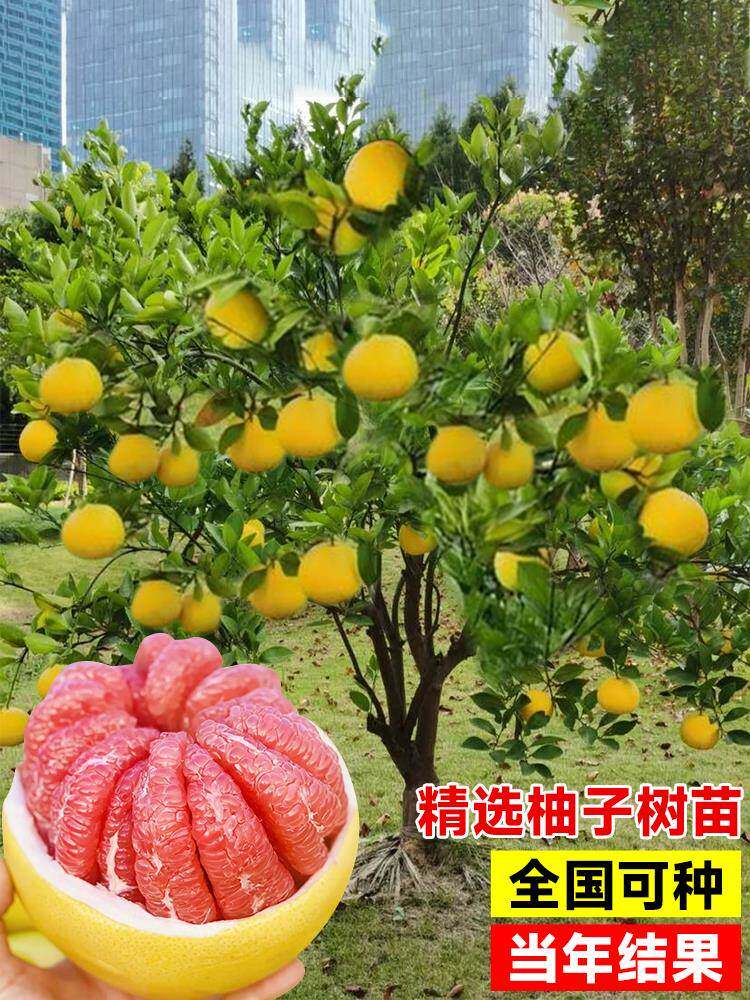 嫁接红心柚子树苗水果树种植马家葡萄柚果树果苗南方北方庭院盆栽