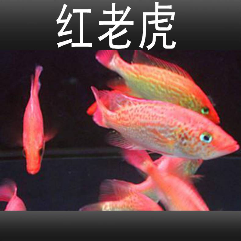 红老虎鱼活体金玉满堂头
