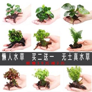 凤尾虎耳小对叶红波定植懒人水草鱼缸造景小水榕瓦利斯榕巴榕沉木