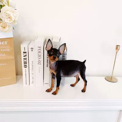 纯种小鹿犬小狗幼犬长不大小型鹿狗好养茶杯犬小奶狗迷你小狗活物