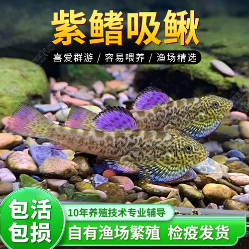 紫鳍吸鳅冷水清道夫除藻