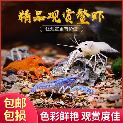 鳌虾观赏淡水冷族耐活体