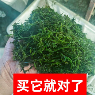 新鲜马尾藻长寿菜海大麦鞭炮笋海藻海菜即食凉拌串串火锅食材配菜